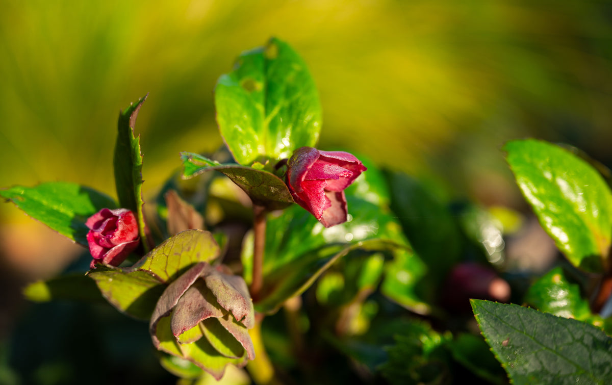 Voorjaarstips: zo maak je je tuin klaar voor het nieuwe seizoen