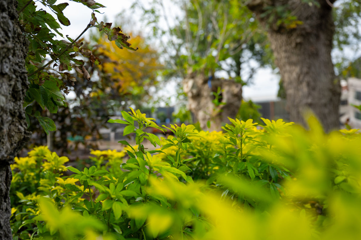 Irrigatie & techniek